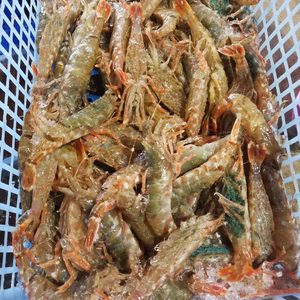 激甘！赤ガスエビ(トゲザコエビ)（冷蔵）