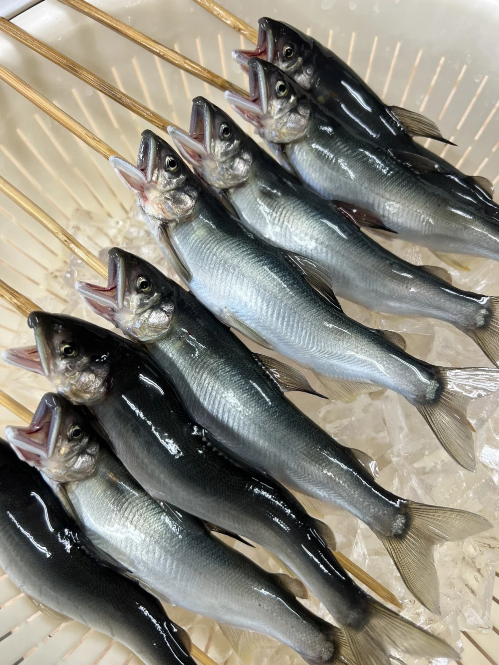 25日休み　鮮度抜群‼️B BＱ用に　串刺し生鮎　地下水育ち