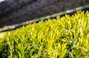 芽重型栽培された被せさえみどり煎茶「貢大」10g×３個セットのプチギフト