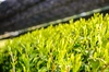 芽重型栽培された被せさえみどり煎茶「貢大」10g×３個セットのプチギフト