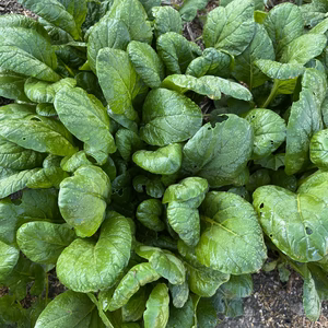 高野山麓精進野菜・縮み小松菜