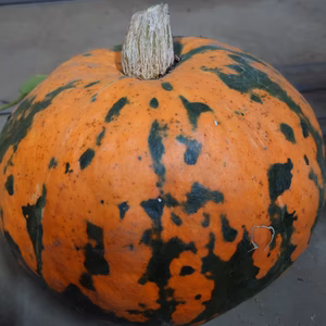 おばけカボチャ