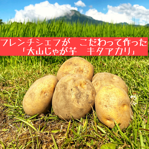 大山じゃがいも【キタアカリ】　ポテトサラダやコロッケにおすすめ！！