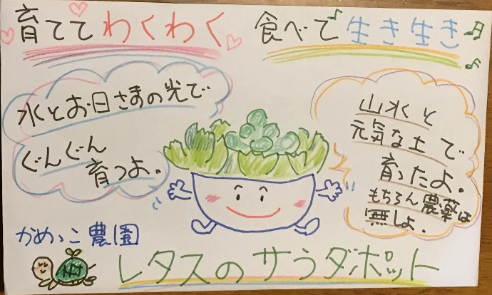 サラダ菜が食べごろよ♡生きてるレタスのサラダポット♡（丸鉢5株）