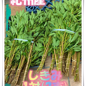 【今だけ値下げ！実施中】紀州産　樒（しきみ）1対(2束)☆無農薬 お墓 お仏壇