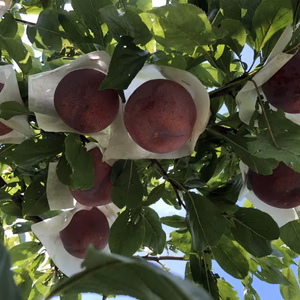 富士山のエネルギーいっばいスモモ(貴陽)家庭用(7月10日〜〜8月5日)