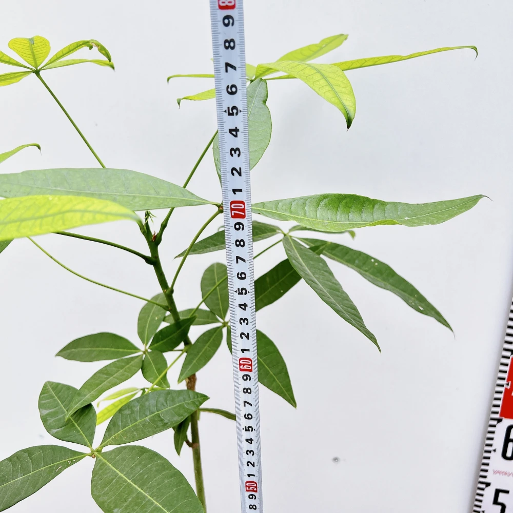 現物販売　②　パキラ　実生　希少　人気　観葉植物