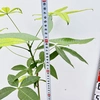 現物販売　②　パキラ　実生　希少　人気　観葉植物