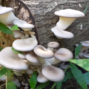 青森県産　原木ひらたけ
