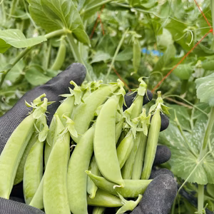 山形県産　新鮮スナップエンドウ　1kg（常温配送）