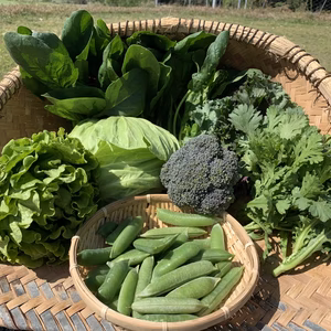 とれたて新鮮！野菜セット