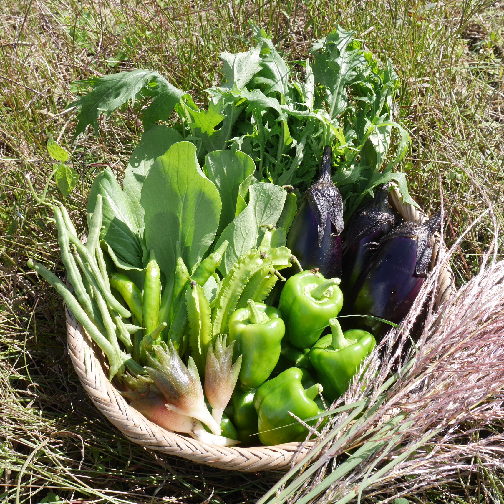 固定種野菜詰め合わせ 60サイズ 自然栽培含む 自然農 無農薬表示不可