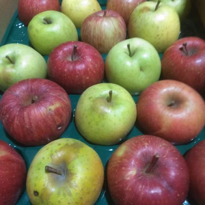 大訳ありサンふじ　王林詰め合わせ　5キロ