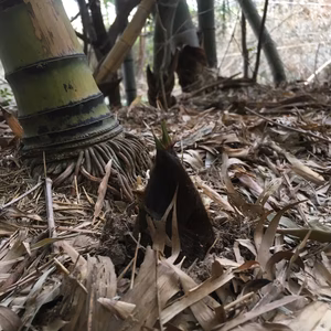 淡路島のタケノコ‼️今が旬‼️1kg(1〜3本)