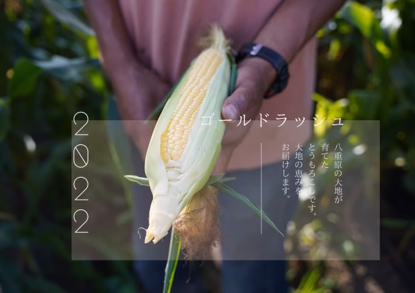 信州八重原産　菅谷ファームのとれたてとうもろこし　ゴールドラッシュ