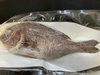 祝鯛【姿焼き・お食い初め用】650-900g（ウロコ、内臓、エラ処理済）
