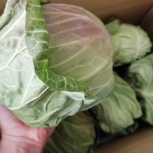 輝岬キャベツ（大きさによる）4〜5玉！！