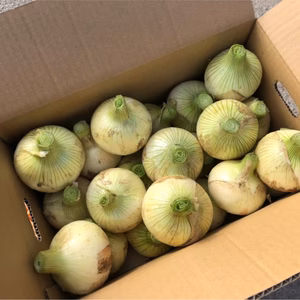 美品！淡路島玉ねぎ✨L玉
