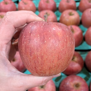 サンふじ 小玉サイズ　今シーズンのりんごはこれでおしまい♪