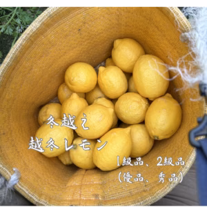 越冬レモン レモン　減農薬 防腐剤防カビ剤一切不用 1級品 2級品