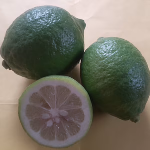 皮まで安心広島県産レモン 良品 10kg