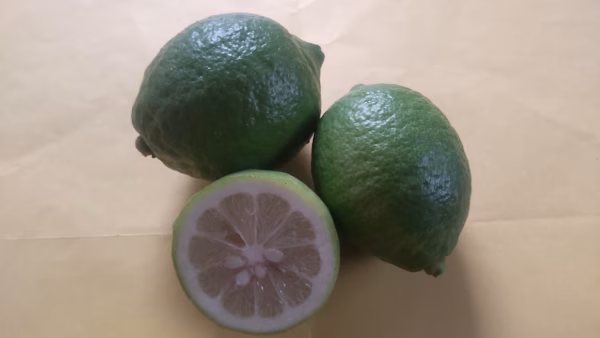 皮まで安心広島県産レモン  良品 5kg 