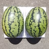 幸せ中玉スイカ！2玉6kg以上(品種:夏まくらJr)