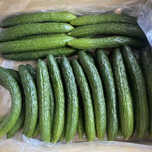 【1日最大2セット限定】四葉きゅうり4.5㌔入り　形不揃い