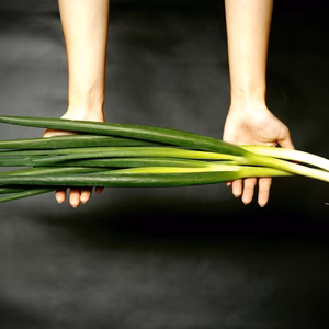 高級九条ねぎ「九条一遍ねぎ」(1kg)