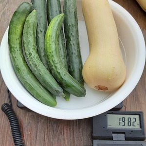 B級野菜セット（バターナッツ、きゅうり）