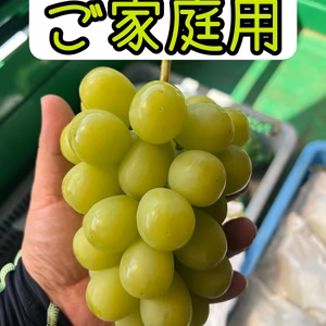 ご家庭用シャインマスカット 長野県南信州産
