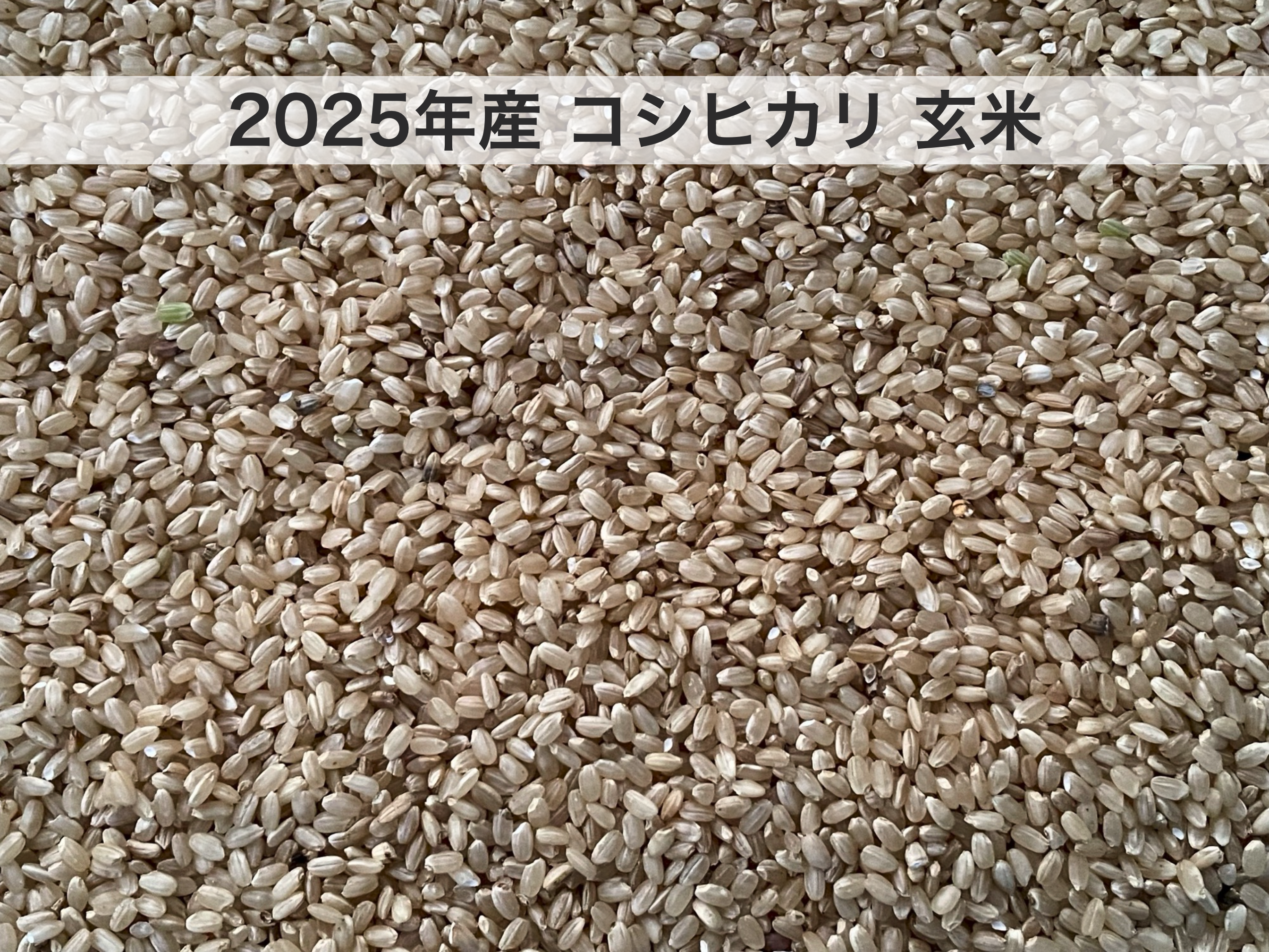 残り１袋　2025年産玄米 2025年産／日熊の米】栃窪棚田米・玄米25kg【南魚沼栃窪産コシヒカリ