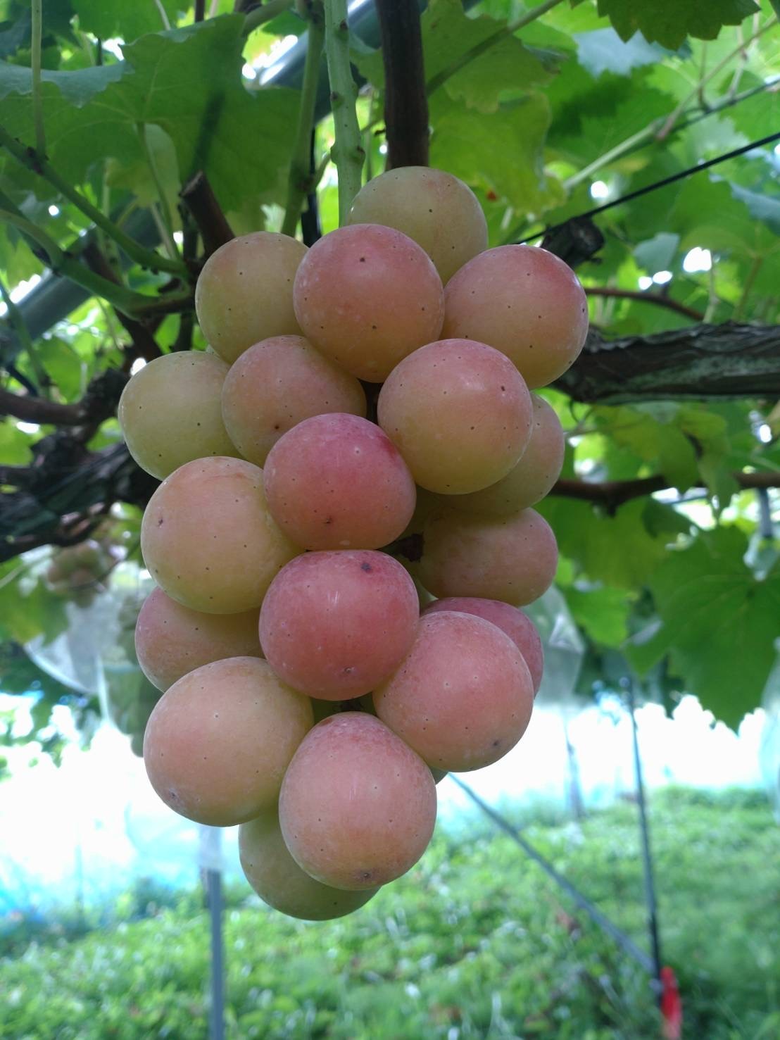 ゴルビーの産直通販・お取り寄せ商品｜ポケットマルシェ｜産地直送で旬