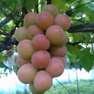 【訳ありバラ粒】ゴルビー2.7kg(900ｇ×3パック)