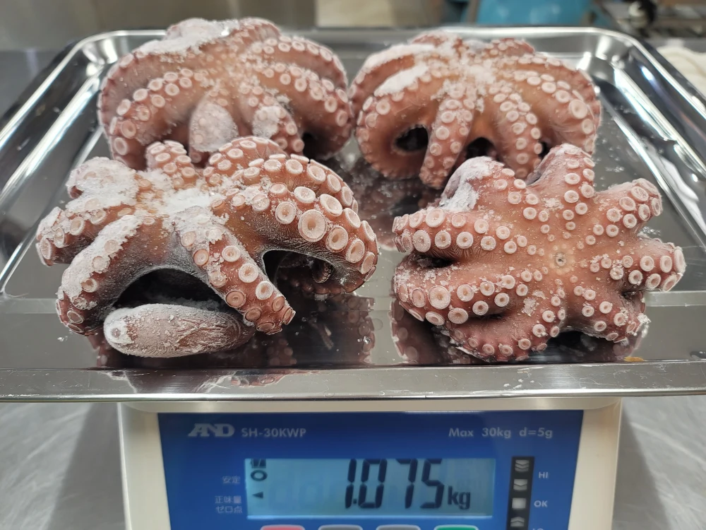 今からが旬❗三大急潮流で育った【関門海峡たこ】