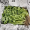 【自然栽培】パクチー｜コリアンダー｜香菜★農薬・肥料不使用 全国一律送料！