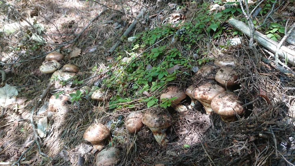 岩手三陸産 松茸訳あり品500g(発送時は600g以上入れています)｜野菜の