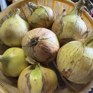 【訳あり大特価】玉ねぎ（慶）20kg 傷あり・分球・レモン型