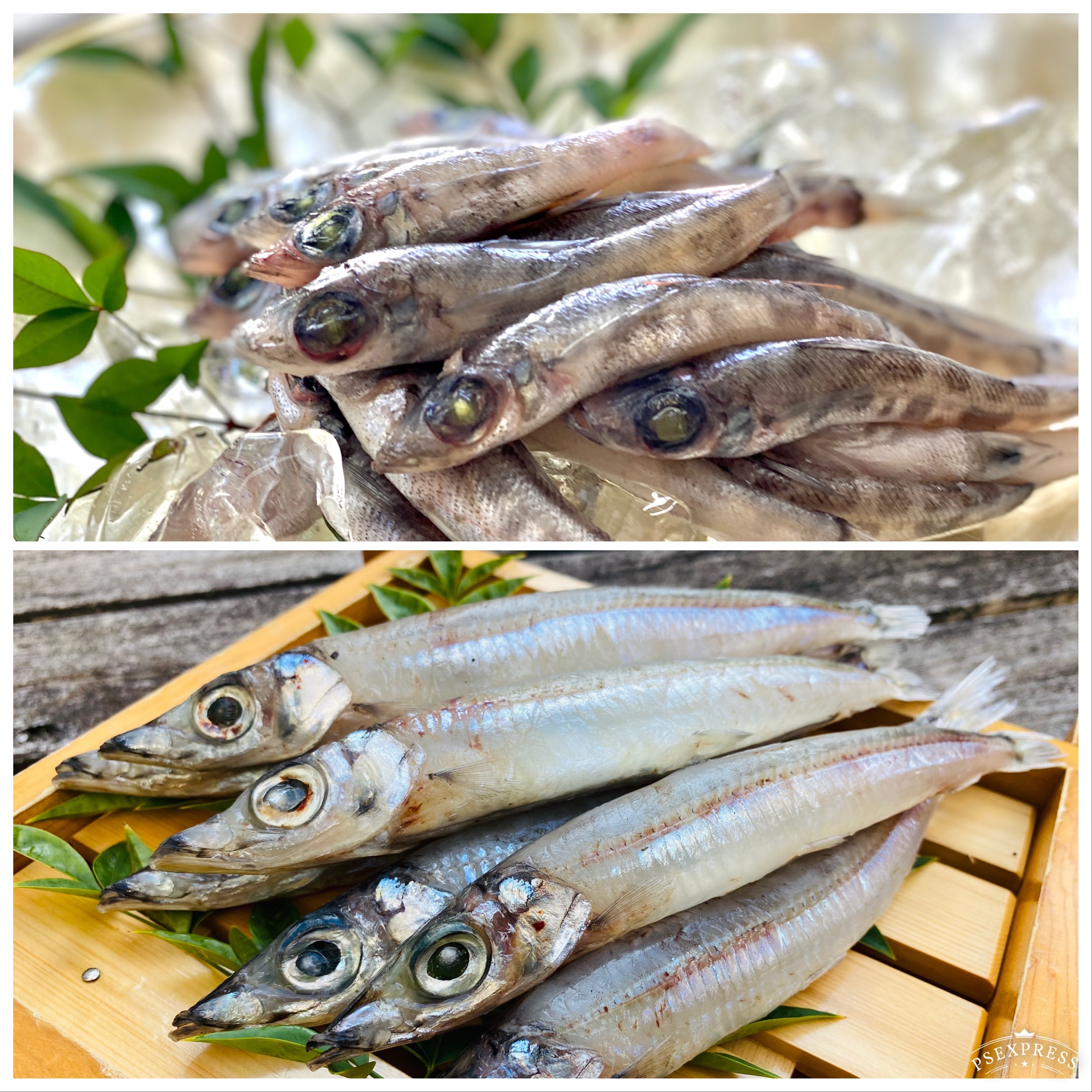 魚の美味さを実感できるメヒカリ中とメギスの丸干し 魚介類の商品詳細 ポケットマルシェ 産直 産地直送 通販 旬の果物 野菜 魚介をお取り寄せ