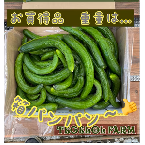 お漬物用  そのままパリッとおつまみ  キュウリ　箱パンパン　宅急便コンパクト