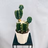 ［在庫］　柱サボテン　鬼面角 ブランチ　観葉植物　室内　多肉植物　ユニーク