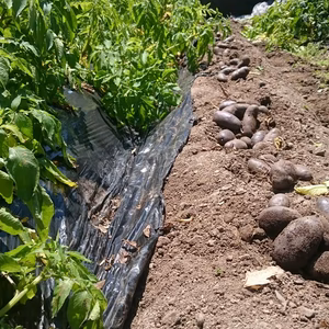 紫色のポテトチップスはいかが☆【栽培期間中農薬不使用】鮮やかシャドークイーン