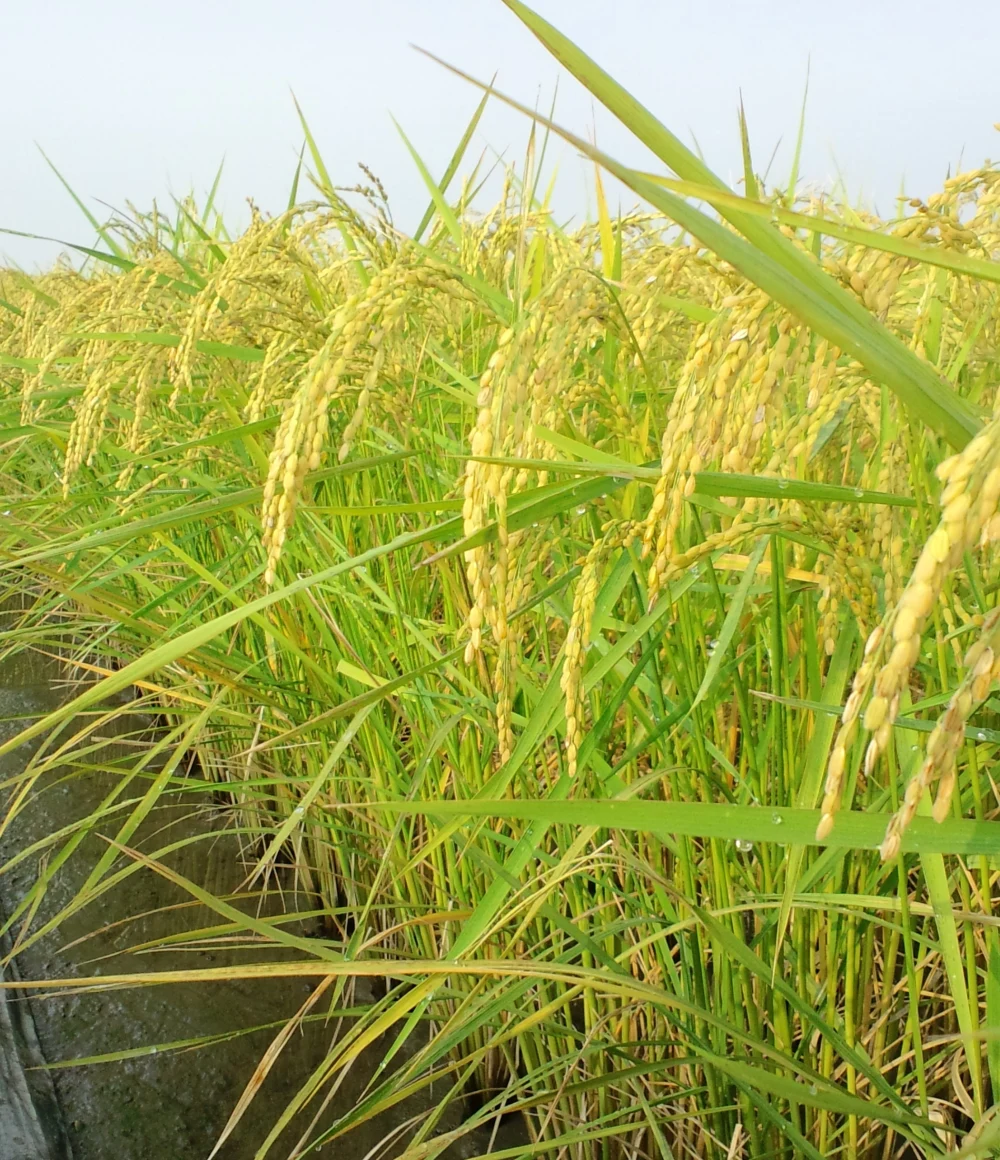 【新米】自然米「中粒米」1㎏玄米コシヒカリ