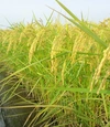 2023年産　自然米「中粒米」1㎏玄米コシヒカリ