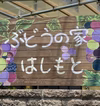 種は命❣️   無農薬、ジベレリン処理なし種ありぶどうお楽しみボックス