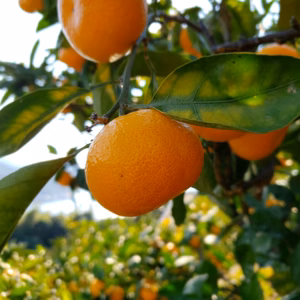 超～完熟　薄皮濃い濃いゲリラセールミカン　レモン抽選付　限定商品