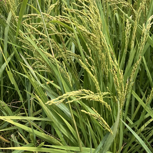 令和７年産　新米コシヒカリ　玄米