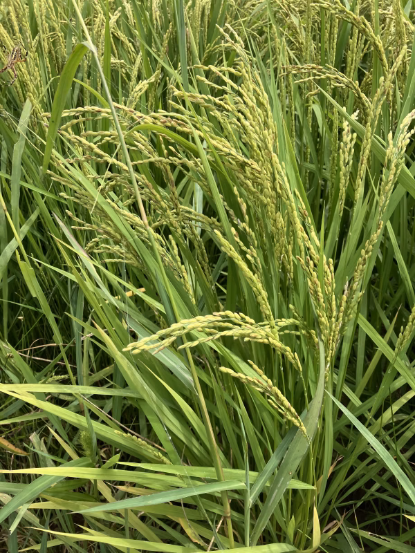 令和７年産　新米コシヒカリ　玄米