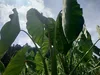 農薬・化学肥料不使用サトイモ　赤白詰合2Kg（各1Kg)