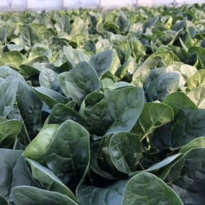 元気いっぱい‼️大きなホウレンソウ【訳あり】